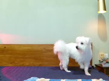girl cam all day hersheys_aran image #7605340