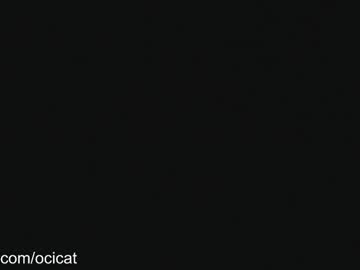 girl cam all day ocicat image #8366391