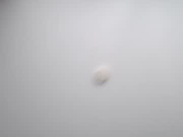 tranny cam all day malfa_so17 image #1981311